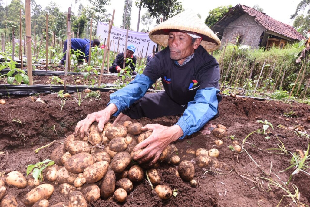Petani kentang di Garut. Foto: Pertamina.