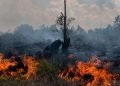 Pemprov Lampung: Jangan Lakukan Pembakaran Lahan