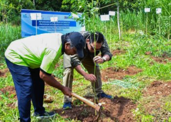 PLN EPI: Gunungkidul ‘pilot project’ produksi biomassa 300 ton/tahun